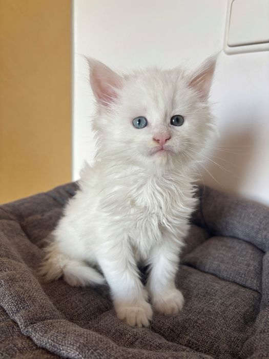 Biały Maine Coon z heterohromią- kotka Bianka z hodowli MystiCoon*PL