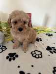MALTIPOO samczyk