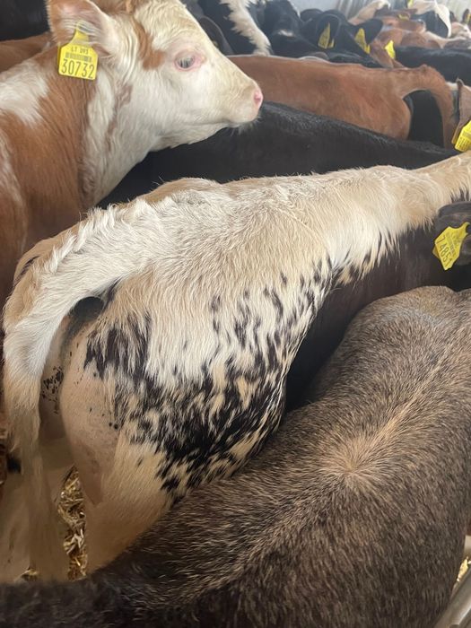 Sprzedam cielaki mięsne byczki jałóweczki