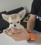 Chihuahua piesek beżowy 800 gram xxs Uran