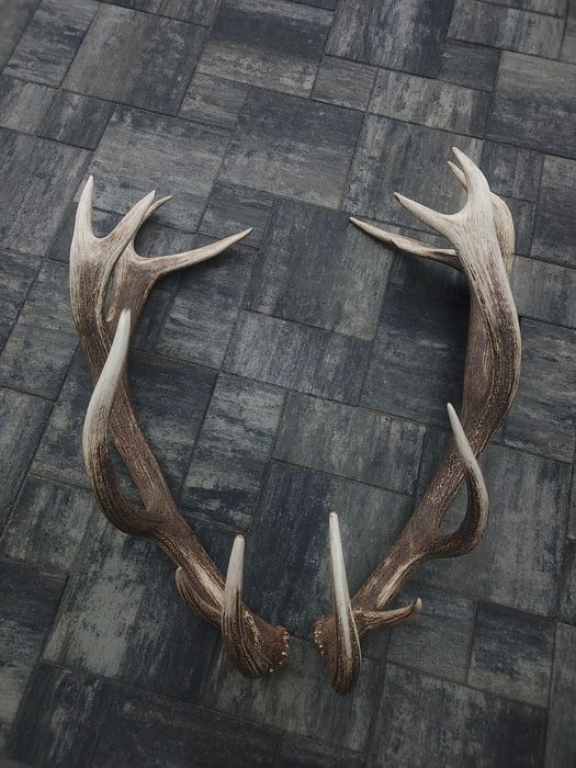 Poroże jelenia, zrzuty para 9kg, poroża, zrzut, rogi,kolekcja,tyk,gift