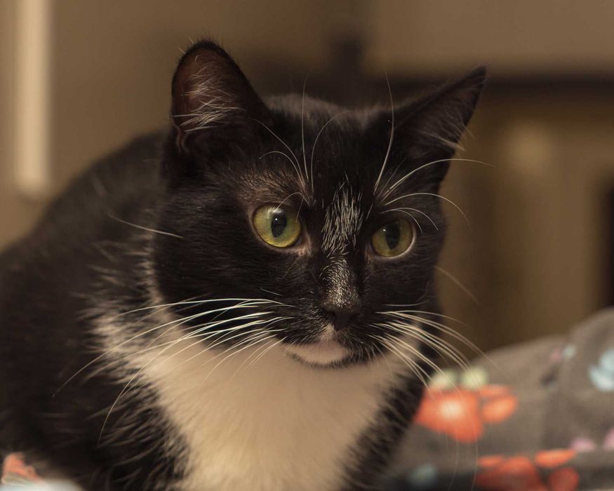 Miła i spokojna koteczka SUSHI szuka kochających ludzi/Poznań