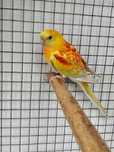 Red rumped para venda