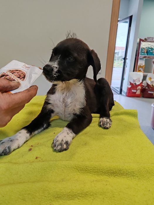 Dou cachorros porte médio