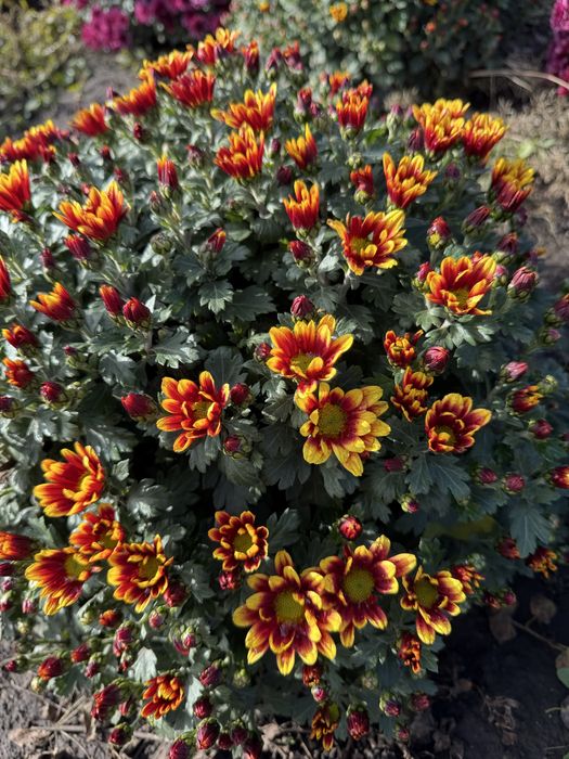 Хризантема мультифлора куляста