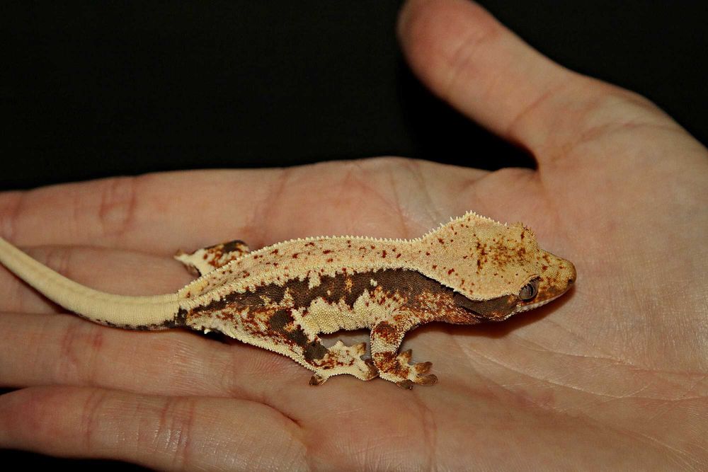 Gekon Orzęsiony Lilly white Samica