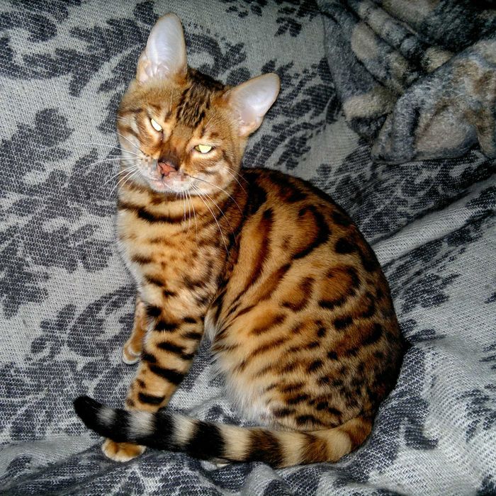 Яскрава бенгальська дівчинка BENn24 з клубними документами