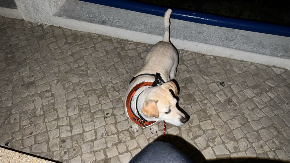 Seu Cão Merece um Passeio e Cuidado!