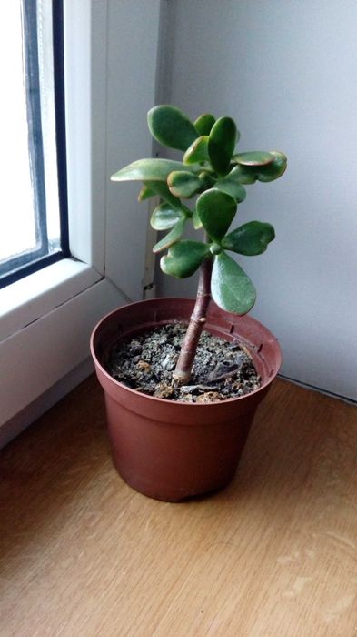 Grubosz, drzewko szczęścia