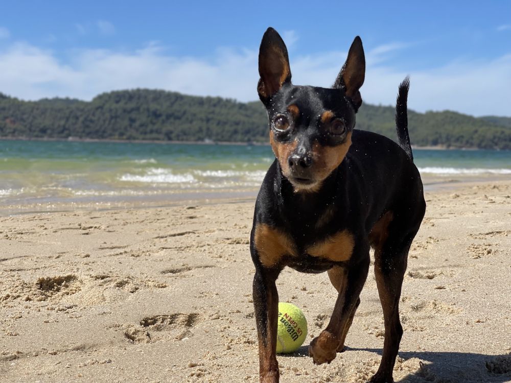Procura-se Cadela Pinscher Miniatura para cruzar / acasalar