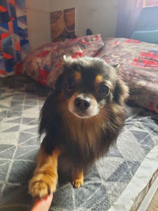 В'язка чихуахуа хлопчик