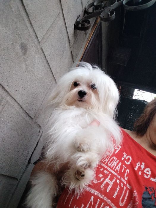 Мальтийская болонка мальчик