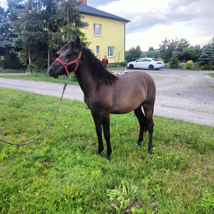 Sprzedam Ogra Huculskiego