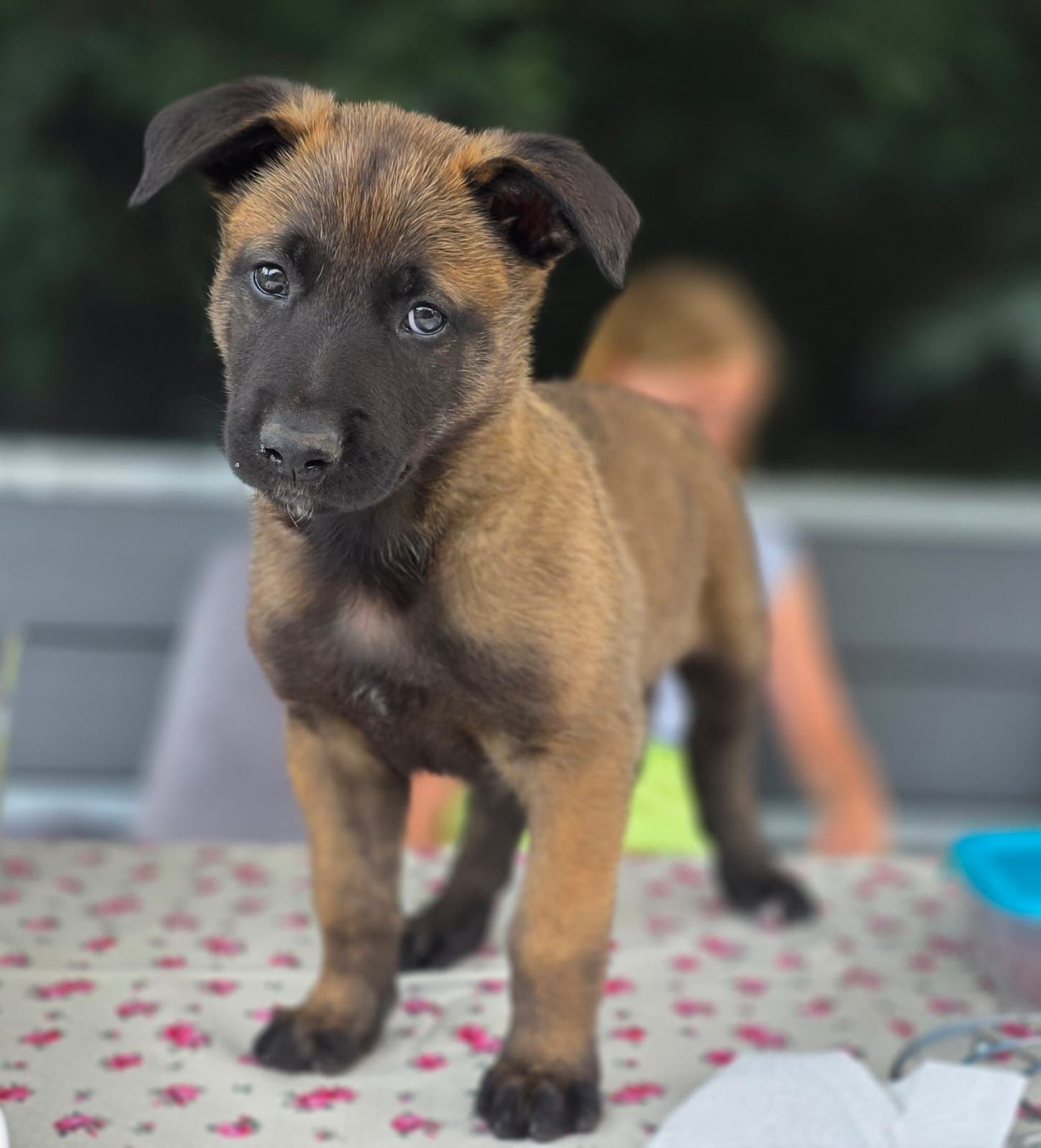 Owczarek Belgijski Malinois FCI