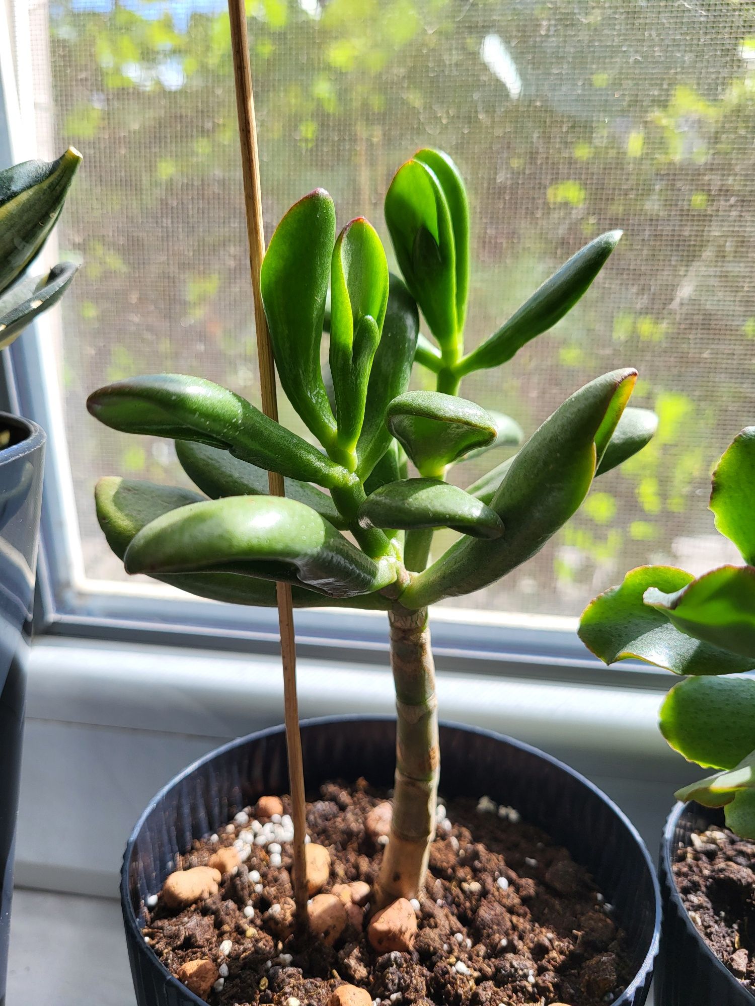 Crassula. Крассула. Грошове дерево.три растения. Корал, Синій птах, Ре