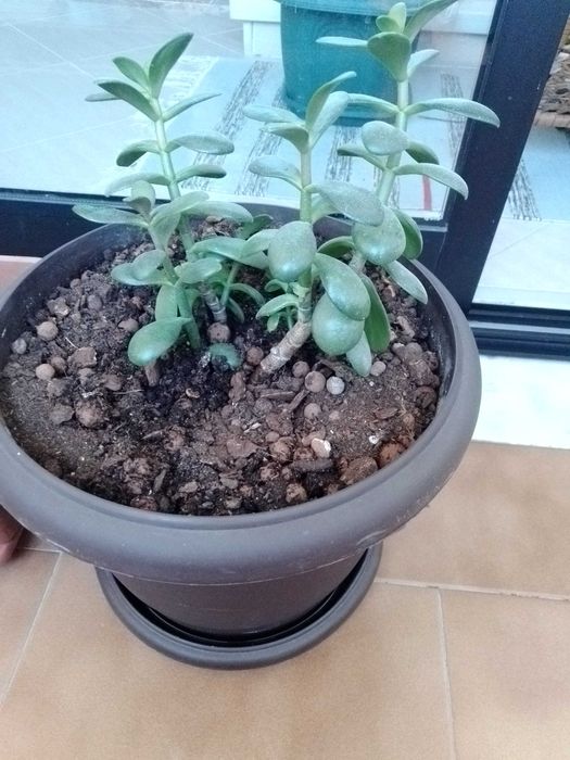 Plantas muito bonitas