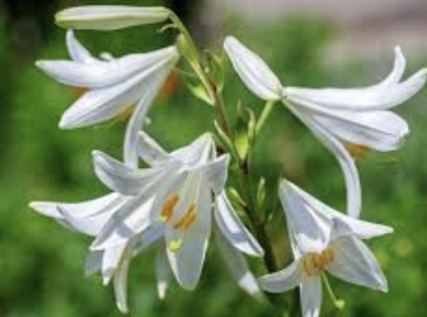 Лилейник лилия Кандидум