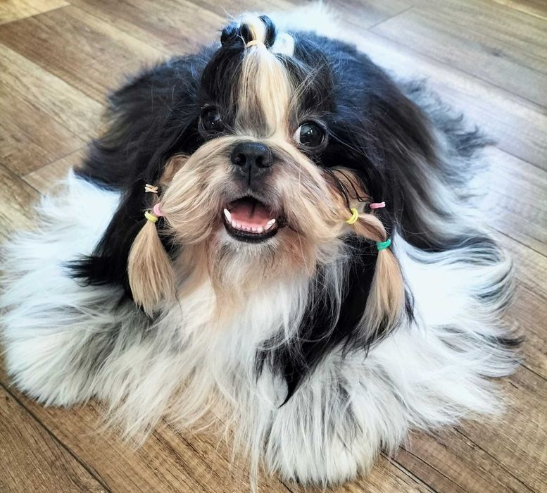 Olaf piesek Shih tzu gotowy do zmiany domku