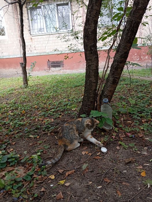 Віддам кошенят в хороші руки
