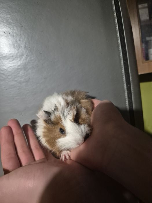 Miesięczne Świnki Morskie