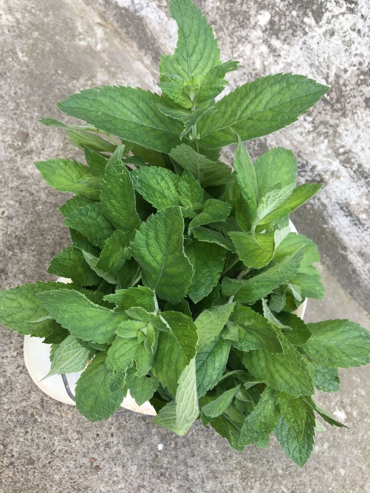 Продам М‘яту; шикарний сорт