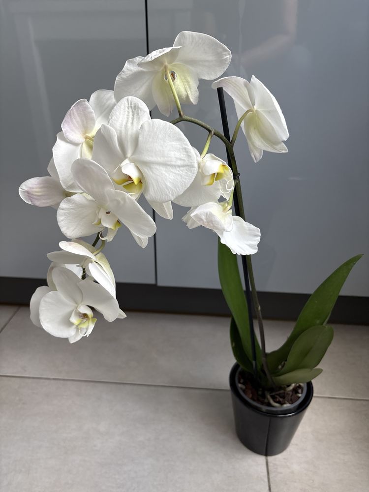 Storczyk kwiat doniczkowy orchidea