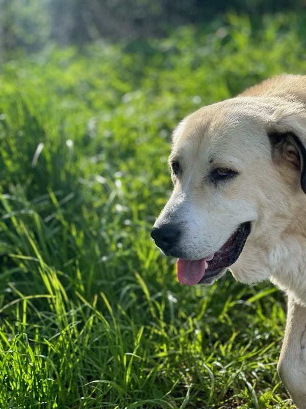 Nanga suczka, owczarek środkowoazjatycki do adopcji