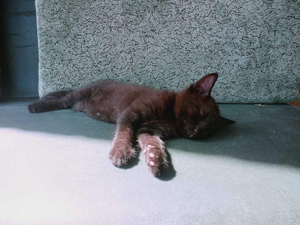 Котик у добрі руки