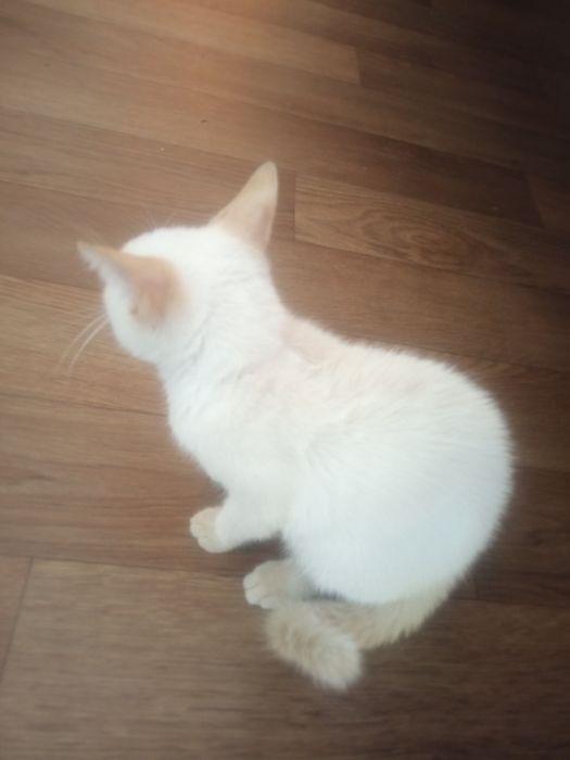 Кошеня у добрі руки