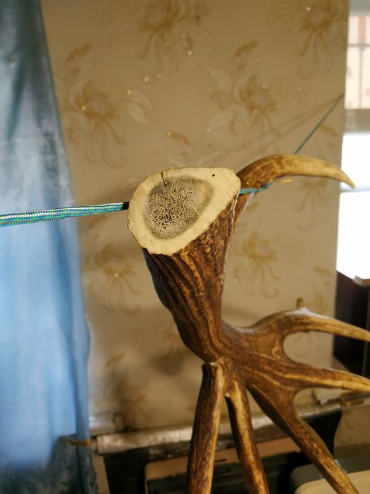 Рог оленя. Один. СССР. Вешалка.