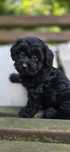 Yorkipoo- pudel i york