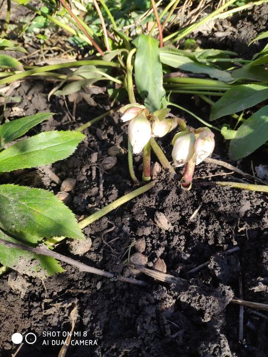 Морозник ( чемерник )