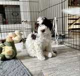 Suczka Bianca szczenię Lagotto Romagnolo FCI