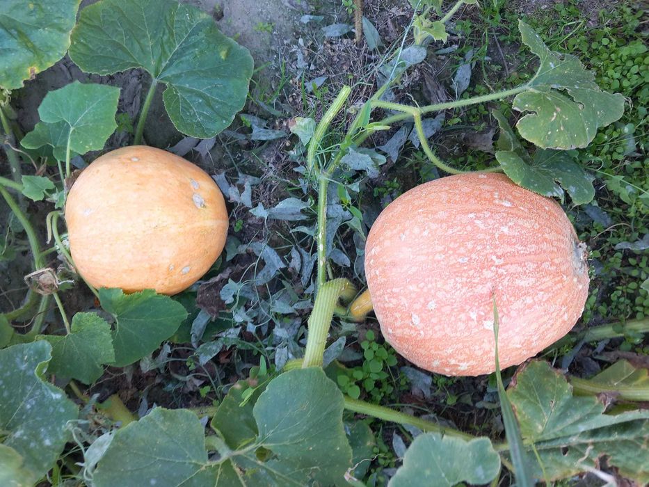 Dynie jadalne różne rodzaje