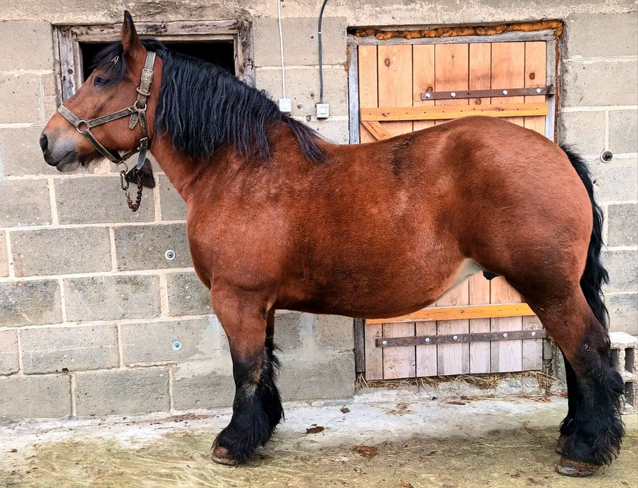 Klacz zimnokrwista 5 lat księga główna