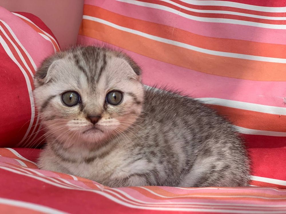 Koteczka Monisia do rezerwacji - Kotka Szkocka Zwisłoucha Tabby < 3