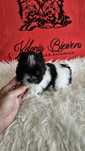 Yorkshire Terrier, Biewer,  Carrierpiesek PASZPORT!