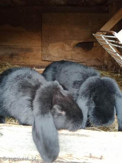 Mam do sprzedania 5 samic