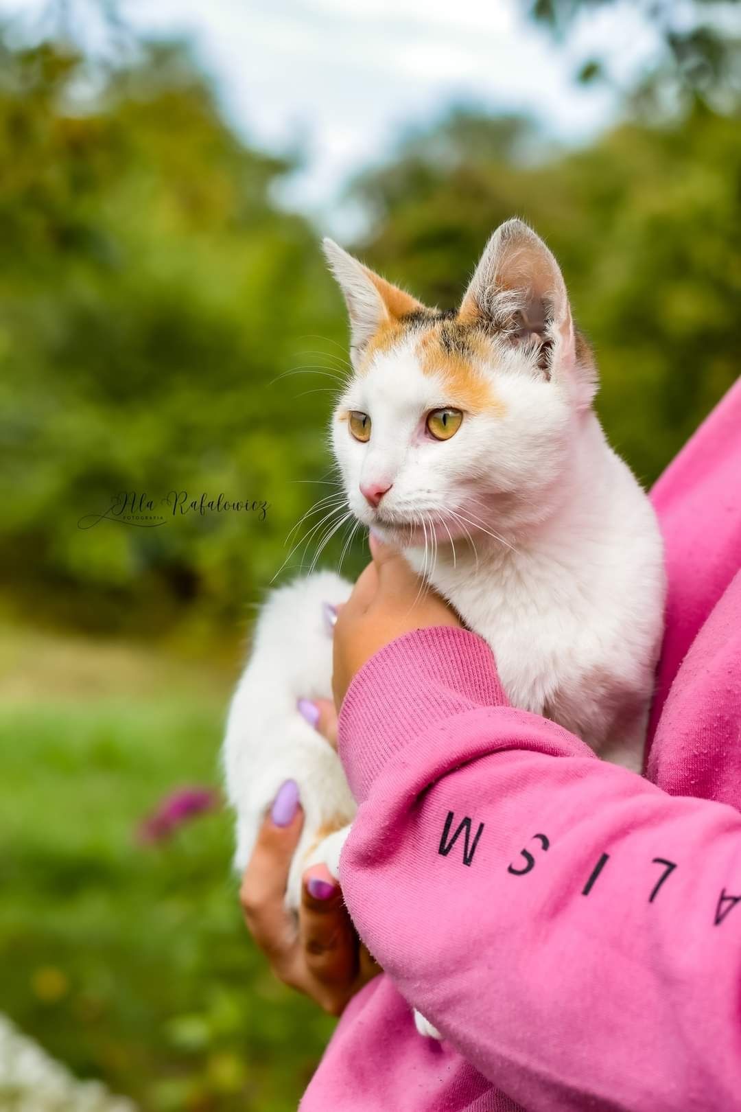 Mgiełka- cudna tricolorka do adopcji! Kociak szuka domu