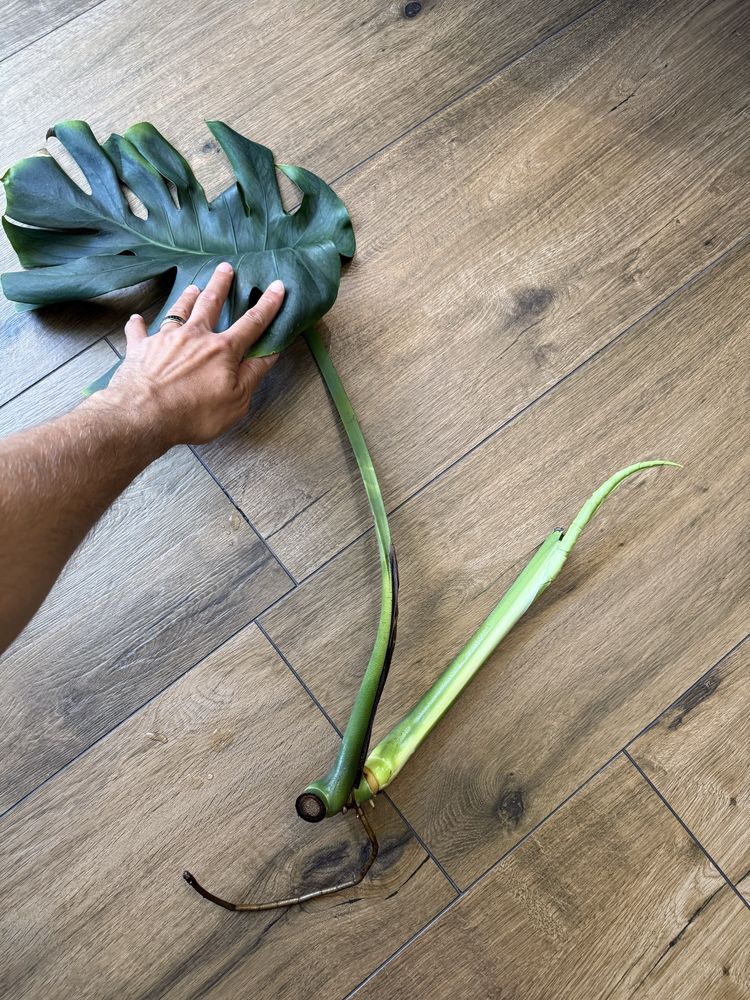 Monstera deliciosa big form cala roslina