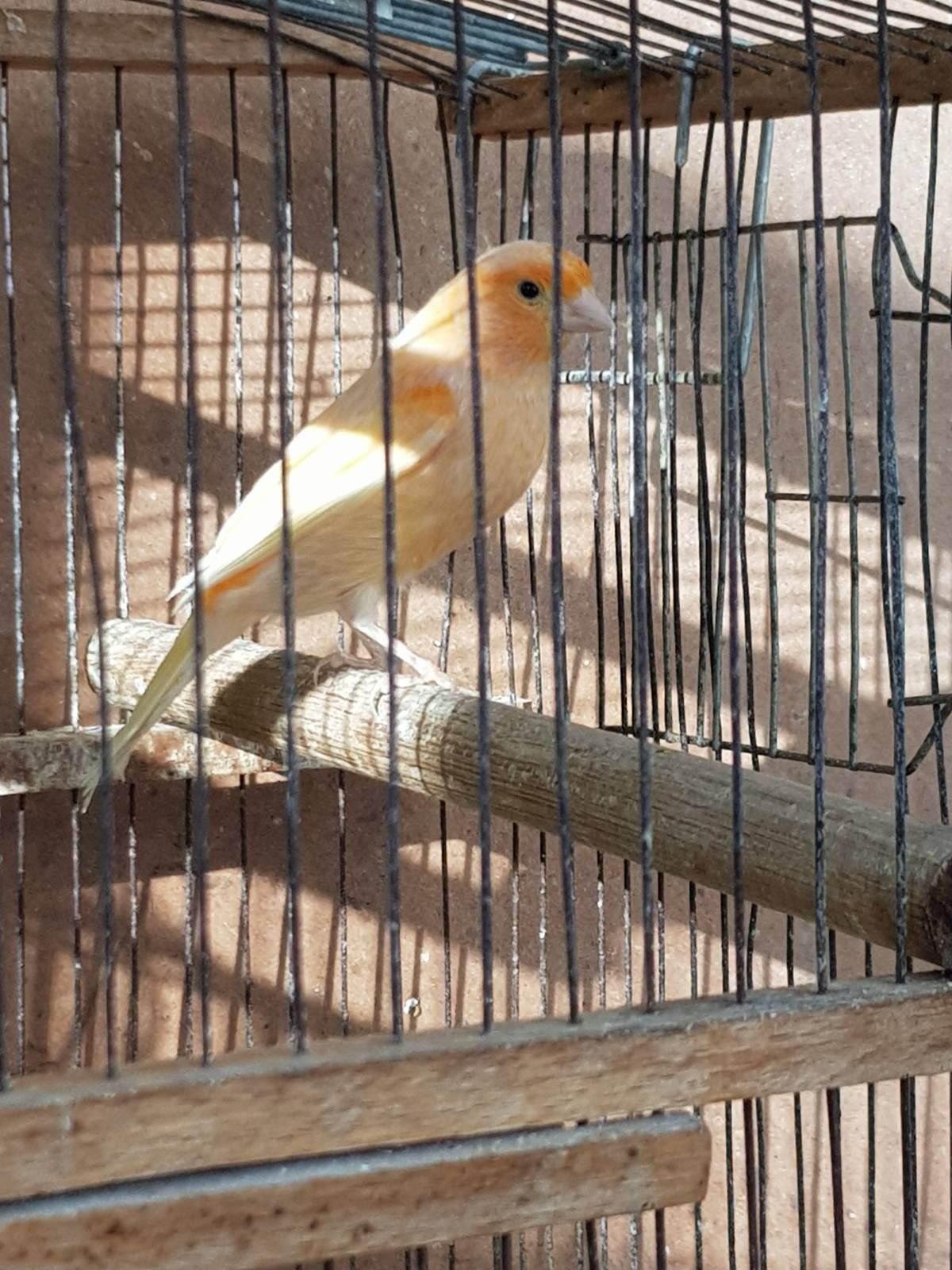 Клітки для канарейки.