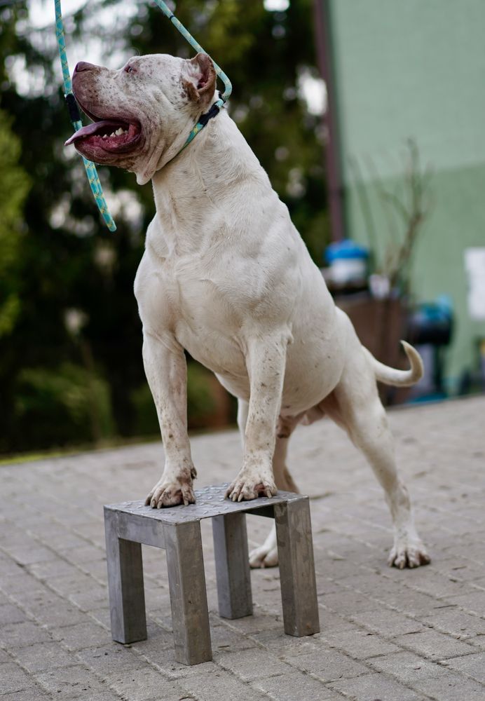 Reproduktor American Bully XL