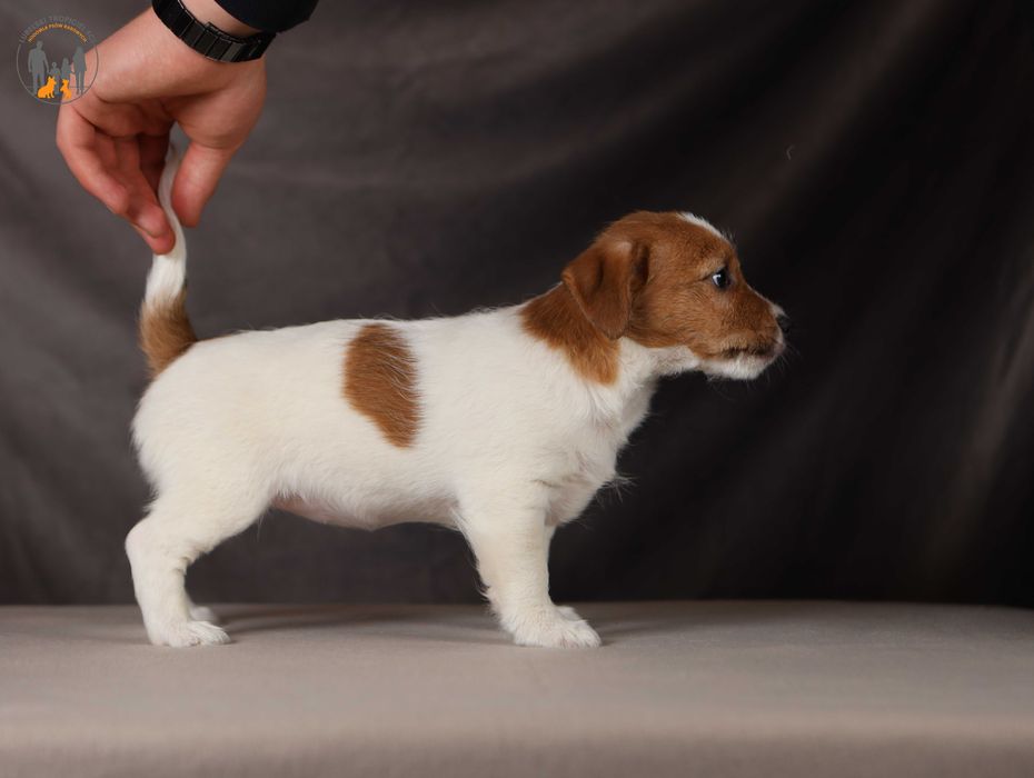 Jack Russell Terrier ZKwP FCI piękna suczka po CH.,PL