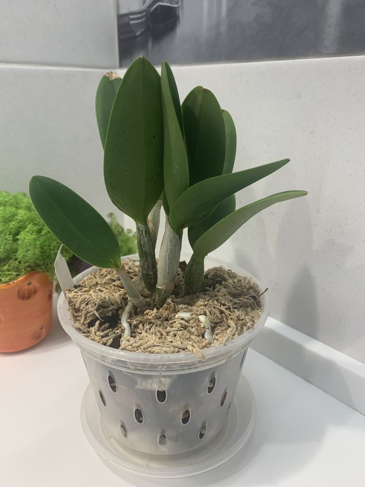 Орхідея mini Cattleya Jairak Cute