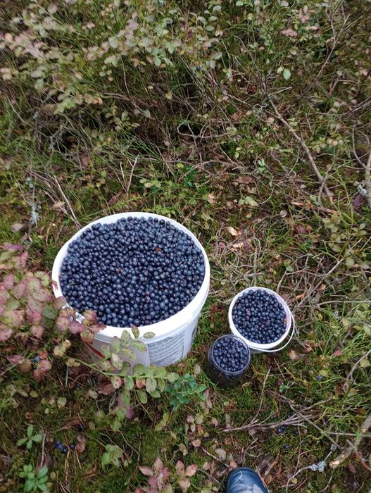 Jagody leśne sprzedam