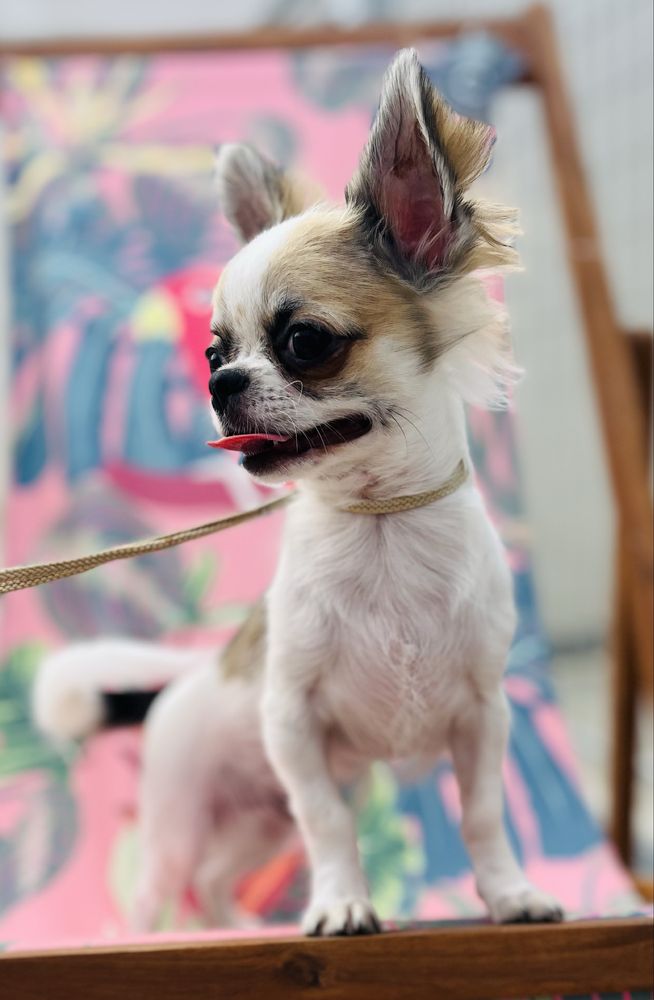 Chihuahua Macho Muito pequenino