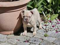 Buldog francuski