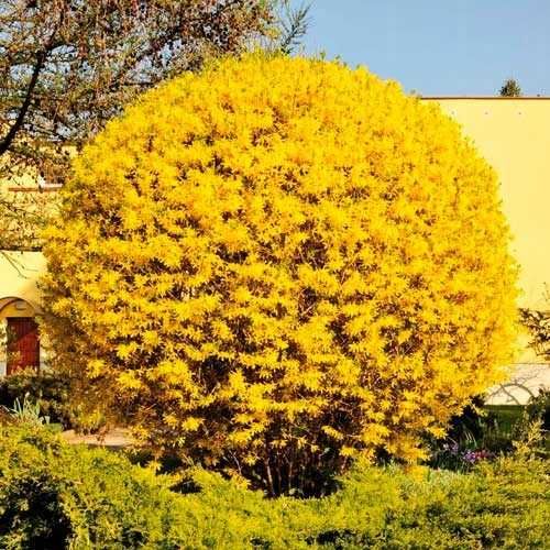 Forsycja pośrednia DUŻE sadzonki WYSYŁKA
