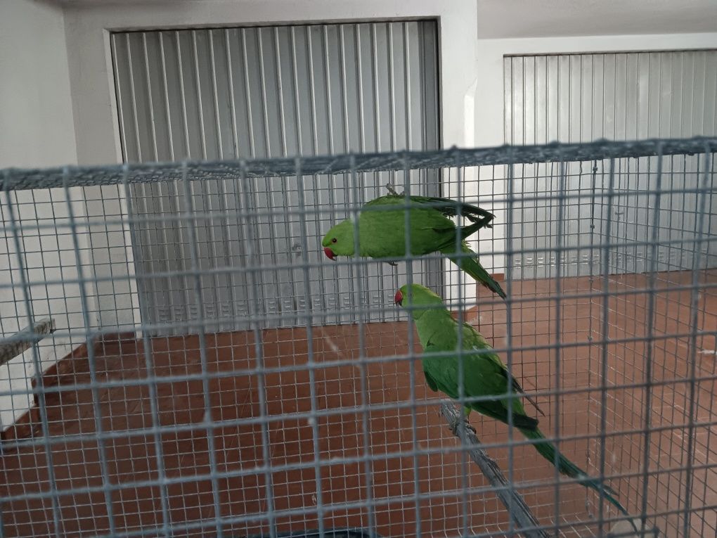 Vendo casal de Ring nek