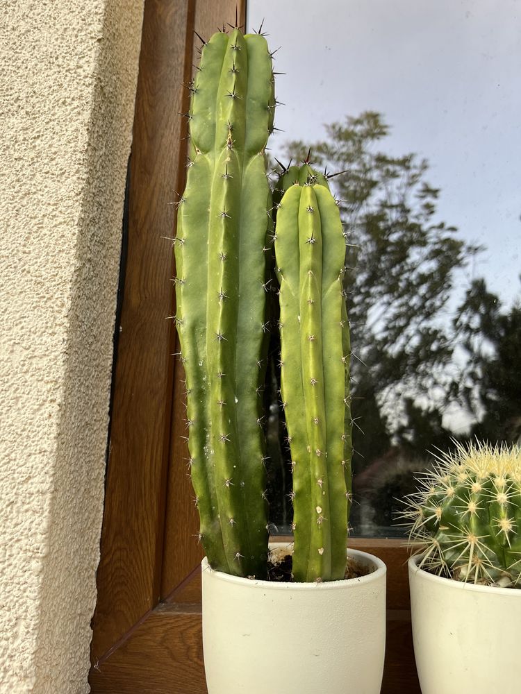 Kaktus, rozmiar średni